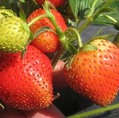 Земляника Финелла